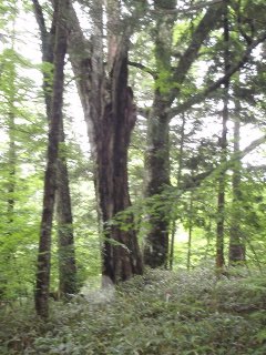 尾根上のミズナラ、ブナの巨木