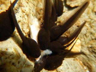 沢蟹の死骸を食べるオタマジャクシ