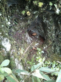 木のウロの中に森の妖精さん（キノコ）があった。可愛い。