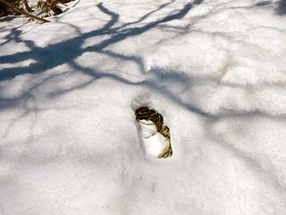 カンジキ君の足跡。雪が薄いのがわかる。まさか！！