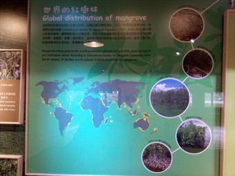＜マングローブの世界分布＞<br>
マングローブは主に、熱帯と亜熱帯にかかる北緯25度から南緯25度の間の沿岸に生息している。国際マングローブ生態系協会によると、24網、30科、63種の植物がマングローブとして定義されています。