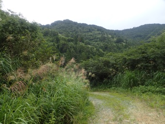 県境峠手前の林道