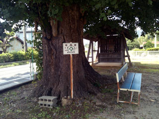 ＃１３．外之原中公民館・市指定保存樹のイチョウの木（ベンチあり