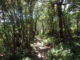 ハイキング道の照葉樹林